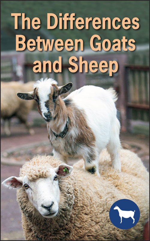 Do You Know the Difference Between Goats and Sheep? Backyard Goats